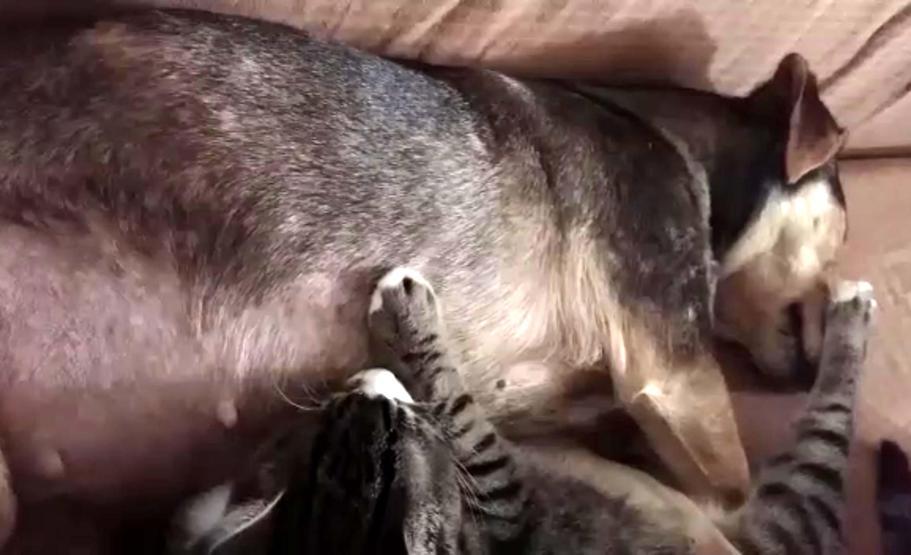 Sosis köpek, annesiz yavru kedileri emziriyor