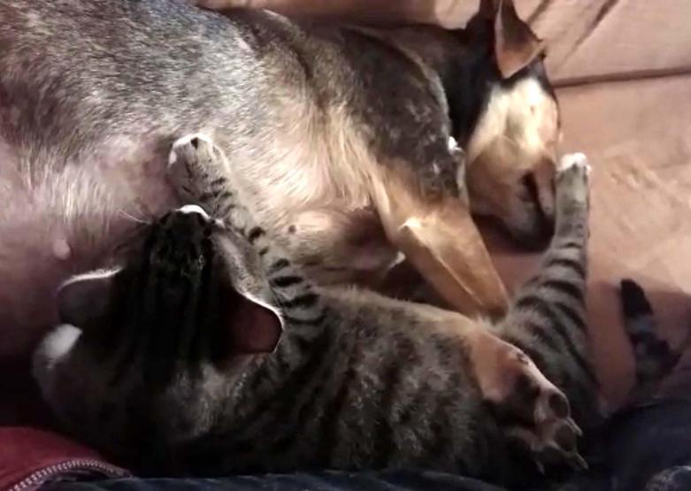 Sosis köpek, annesiz yavru kedileri emziriyor