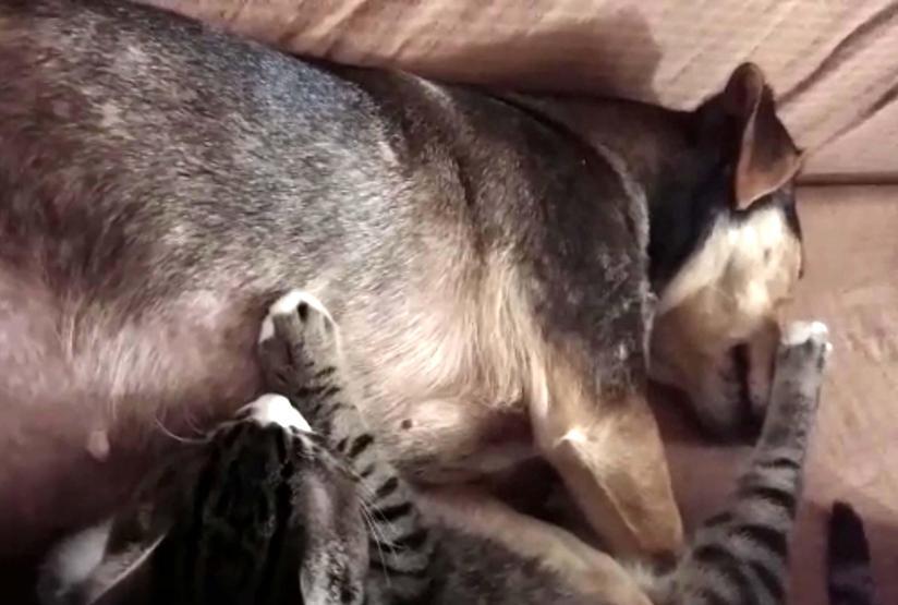 Sosis köpek, annesiz yavru kedileri emziriyor