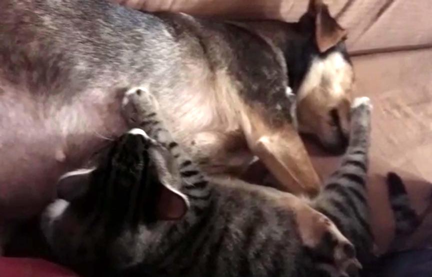 Sosis köpek, annesiz yavru kedileri emziriyor