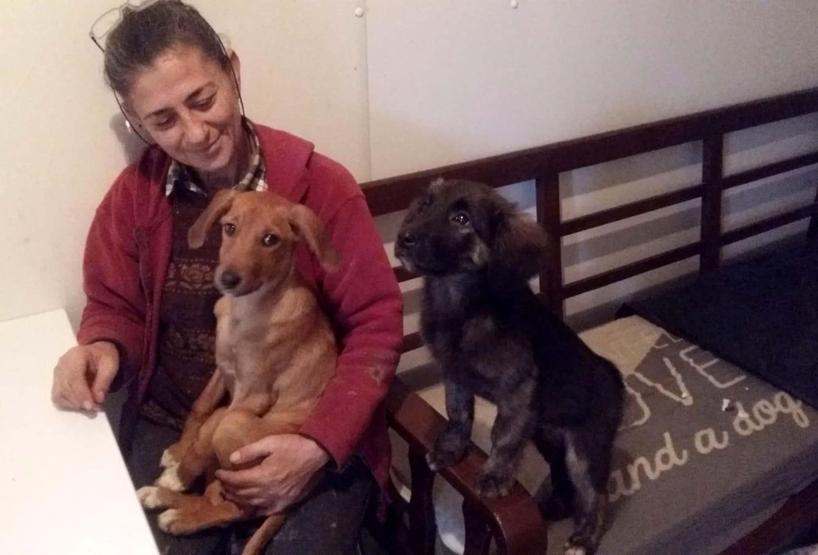 Sosis köpek, annesiz yavru kedileri emziriyor
