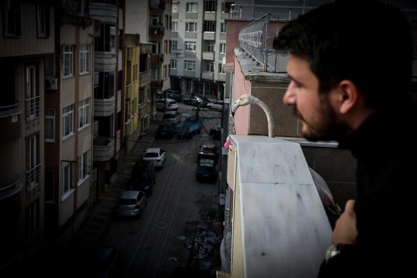 Yaralı flamingo ve yavru baykuşa evinde bakıyor