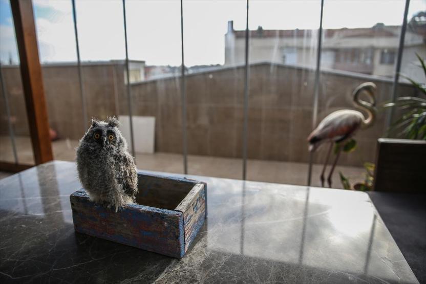 Yaralı flamingo ve yavru baykuşa evinde bakıyor