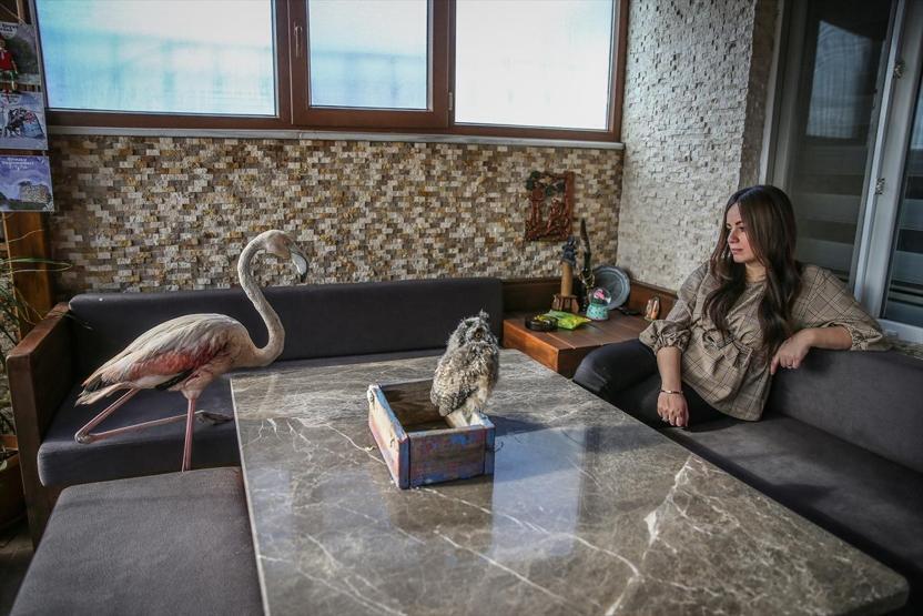 Yaralı flamingo ve yavru baykuşa evinde bakıyor