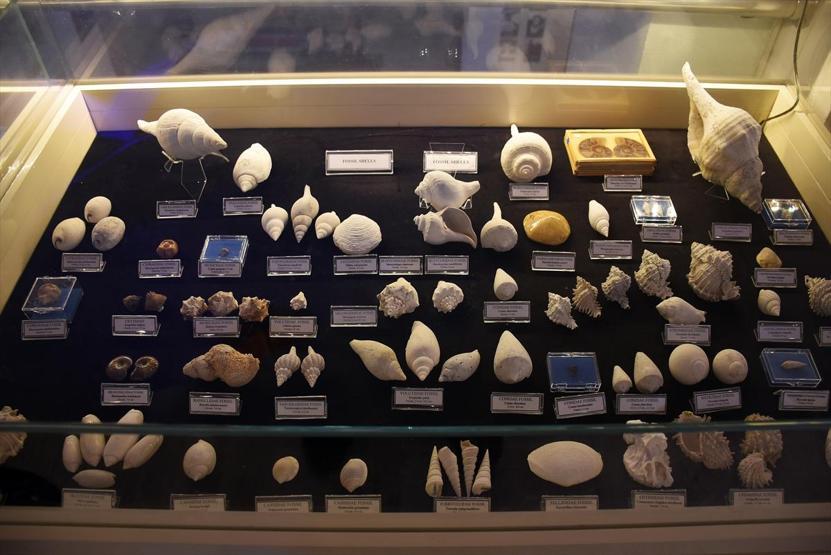İş adamı bağışlamıştı, 460 milyon yıllık fosil çıktı