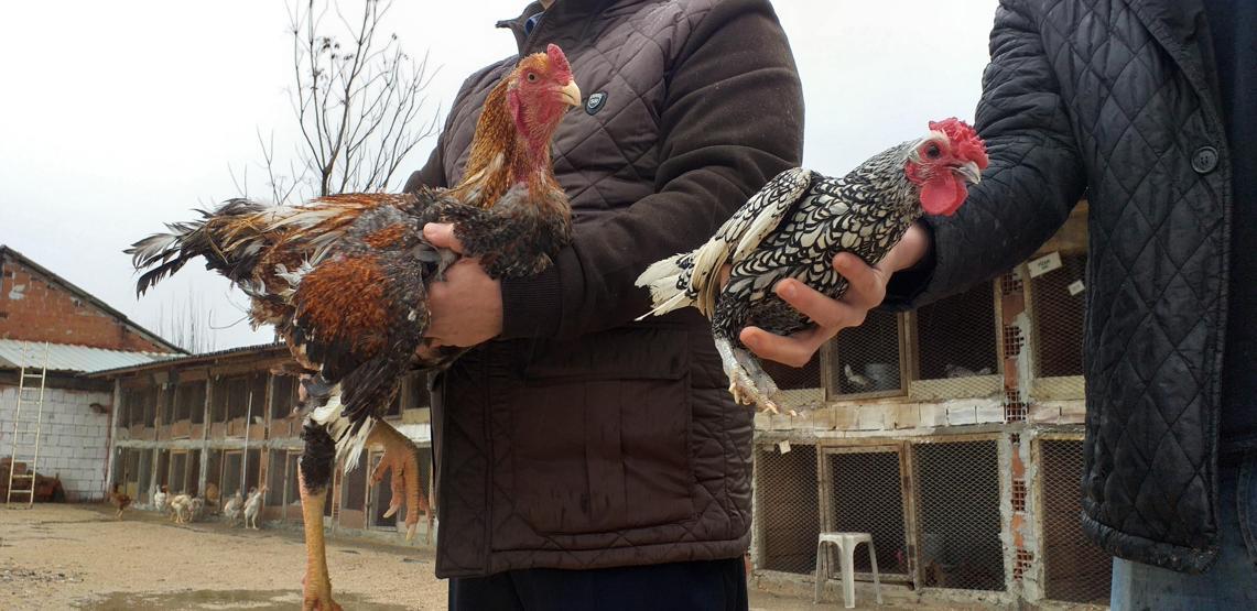 Bursada dünyanın en büyük tavuğunu yetiştirdi... Çifti 8 bin 300 liraya satıldı