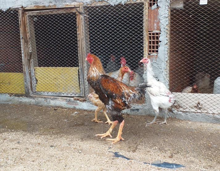 Bursada dünyanın en büyük tavuğunu yetiştirdi... Çifti 8 bin 300 liraya satıldı