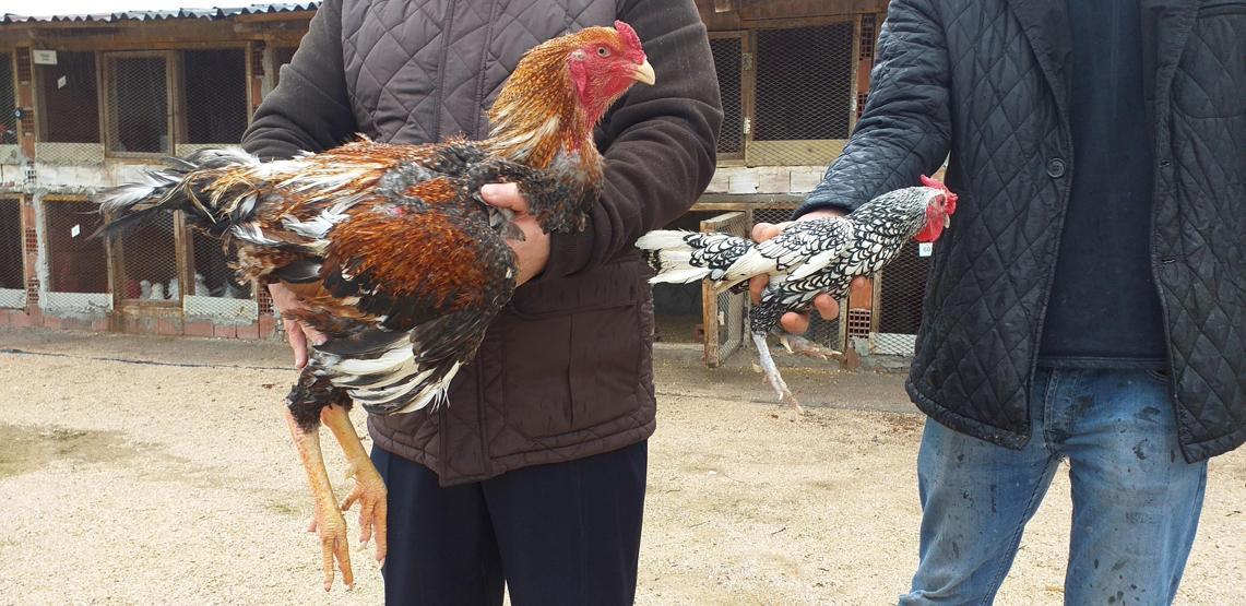 Bursada dünyanın en büyük tavuğunu yetiştirdi... Çifti 8 bin 300 liraya satıldı