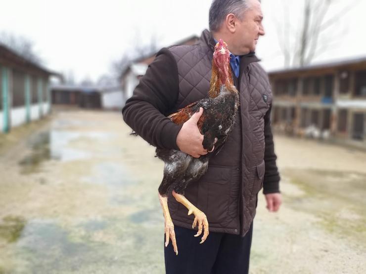 Bursada dünyanın en büyük tavuğunu yetiştirdi... Çifti 8 bin 300 liraya satıldı