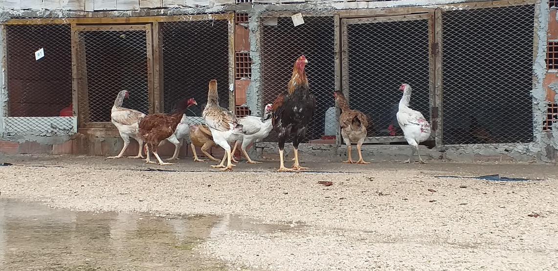 Bursada dünyanın en büyük tavuğunu yetiştirdi... Çifti 8 bin 300 liraya satıldı