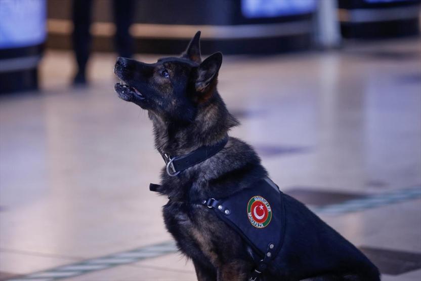 Ondan daha iyisi yok... Kaçakçıların korkulu rüyası, turistlerin gözdesi: Maddox