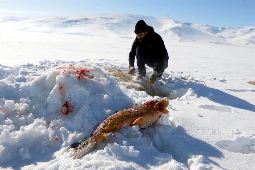 Eskimo usulü avcılıkta sezonun en büyük balığını yakaladı