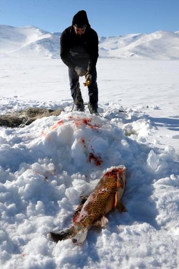 Eskimo usulü avcılıkta sezonun en büyük balığını yakaladı