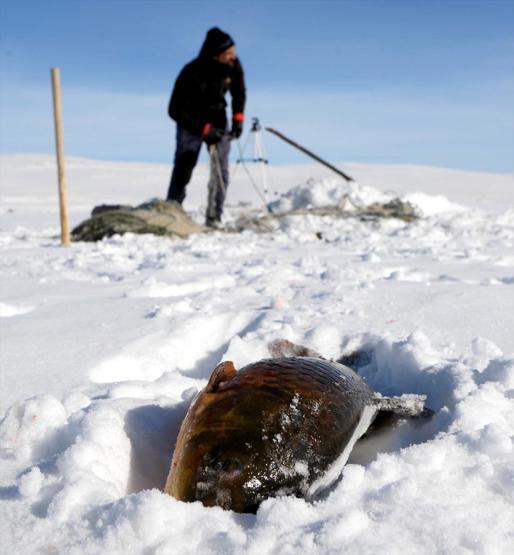 Eskimo usulü avcılıkta sezonun en büyük balığını yakaladı