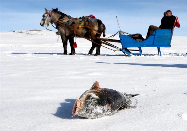 Eskimo usulü avcılıkta sezonun en büyük balığını yakaladı