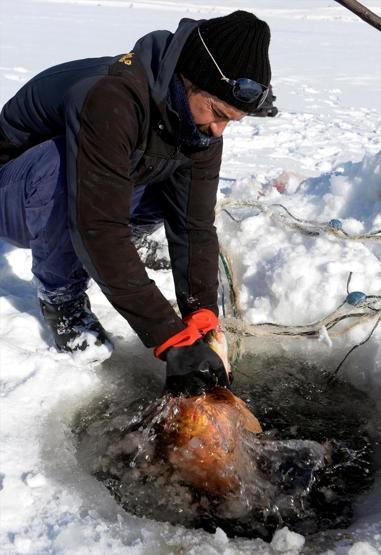 Eskimo usulü avcılıkta sezonun en büyük balığını yakaladı
