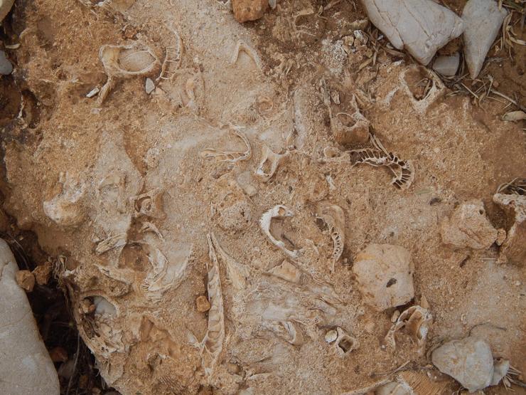 Doğa yürüyüşü yaparken Konyada 98 milyon yıllık deniz canlısı fosili buldu