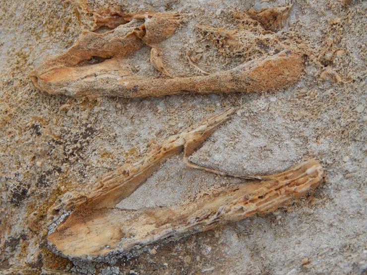 Doğa yürüyüşü yaparken Konyada 98 milyon yıllık deniz canlısı fosili buldu