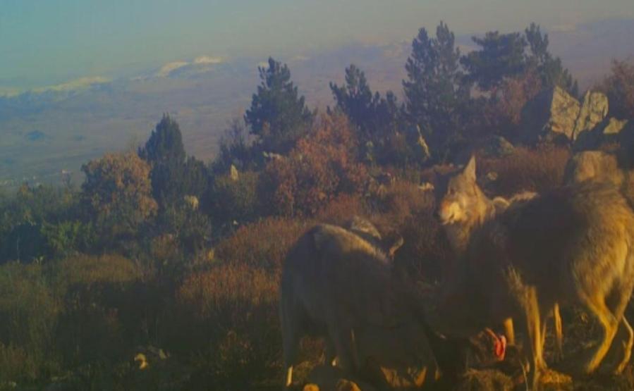 Afyonkarahisarda fotokapanla kaydedildi: Kurt sürüsü parçaladı