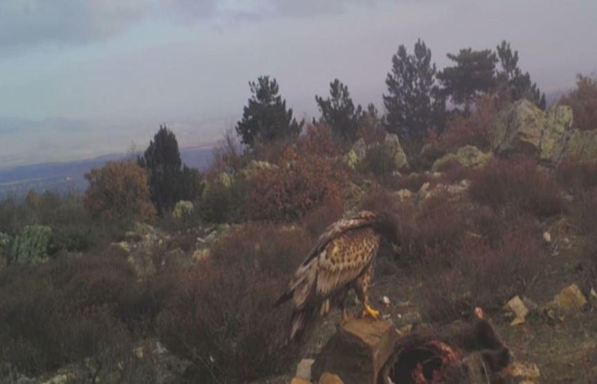 Afyonkarahisarda fotokapanla kaydedildi: Kurt sürüsü parçaladı