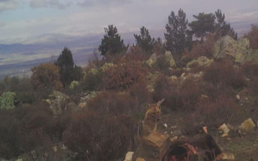 Afyonkarahisarda fotokapanla kaydedildi: Kurt sürüsü parçaladı