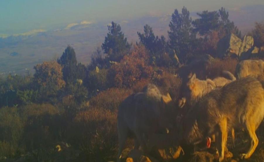 Afyonkarahisarda fotokapanla kaydedildi: Kurt sürüsü parçaladı