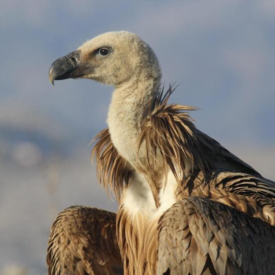 Belgradta halkalandı, Kahramanmaraşta çobanlar buldu