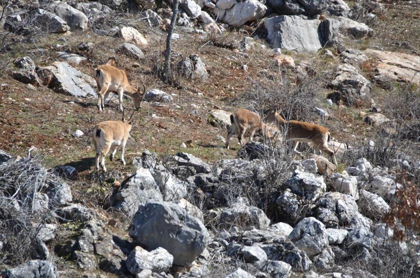 Yaban keçileri yerleşim yerlerine alıştı