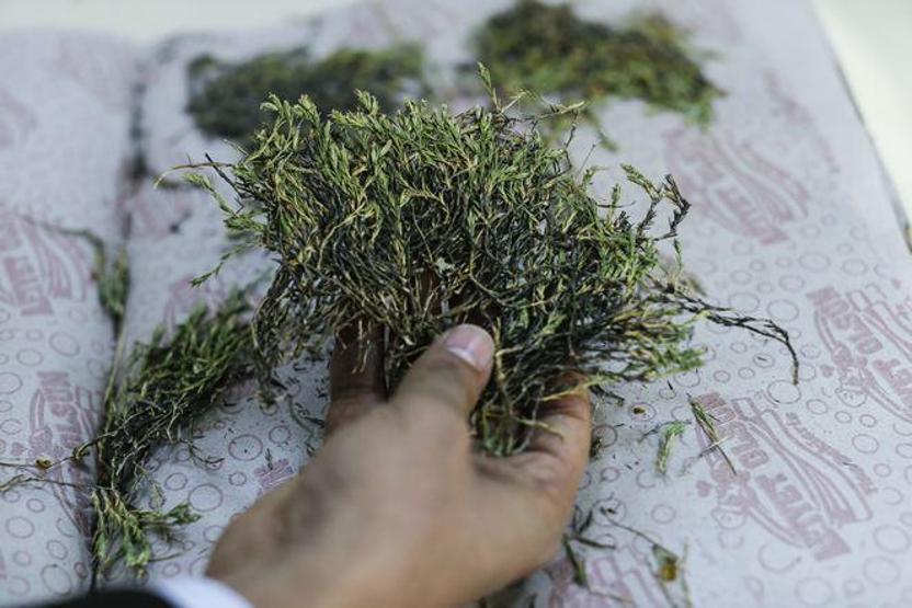 Keşfedilen bitkiye Aziz Sancarın adı verildi