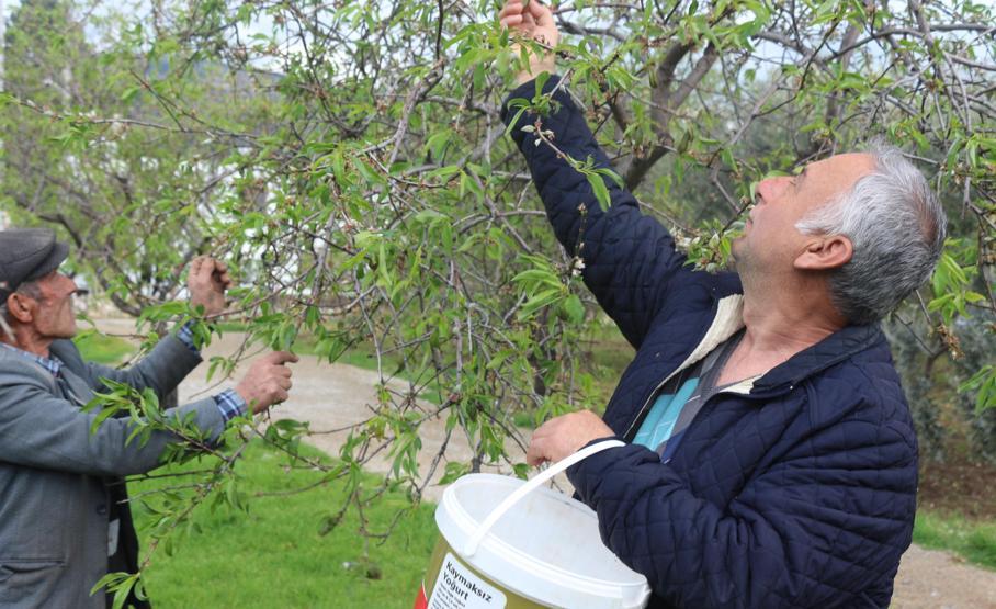 İlk hasat yapıldı Kilosu 100 liradan alıcı buluyor