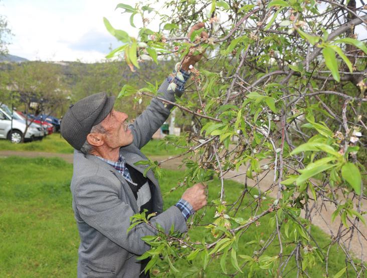 İlk hasat yapıldı Kilosu 100 liradan alıcı buluyor