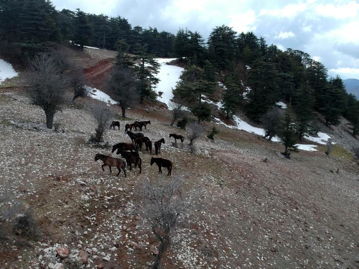 Aç kalan yılkı atları ölüyor