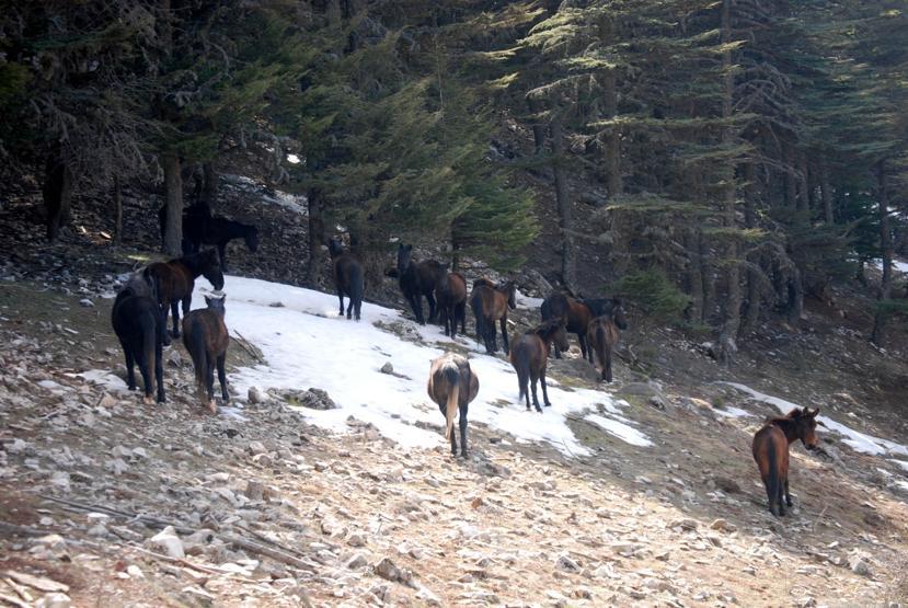 Aç kalan yılkı atları ölüyor