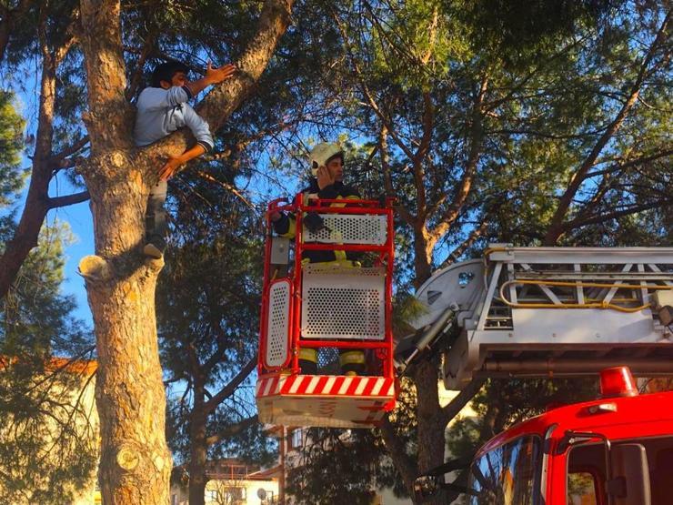 Topunu almak için ağaca çıktı, itfaiye kurtardı