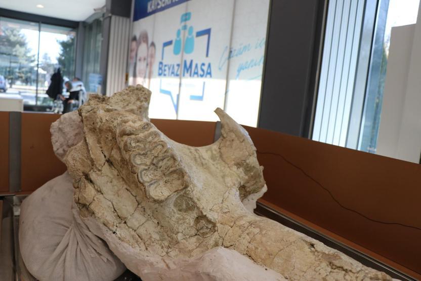 7,4 milyon yıllık hayvan fosilleri belediyede sergilenecek