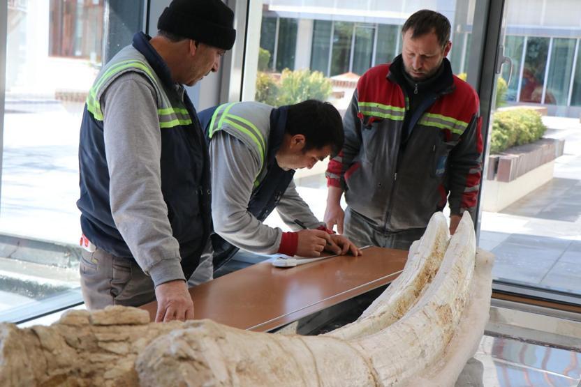 7,4 milyon yıllık hayvan fosilleri belediyede sergilenecek