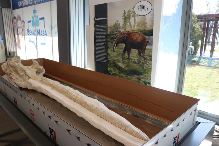 7,4 milyon yıllık hayvan fosilleri belediyede sergilenecek