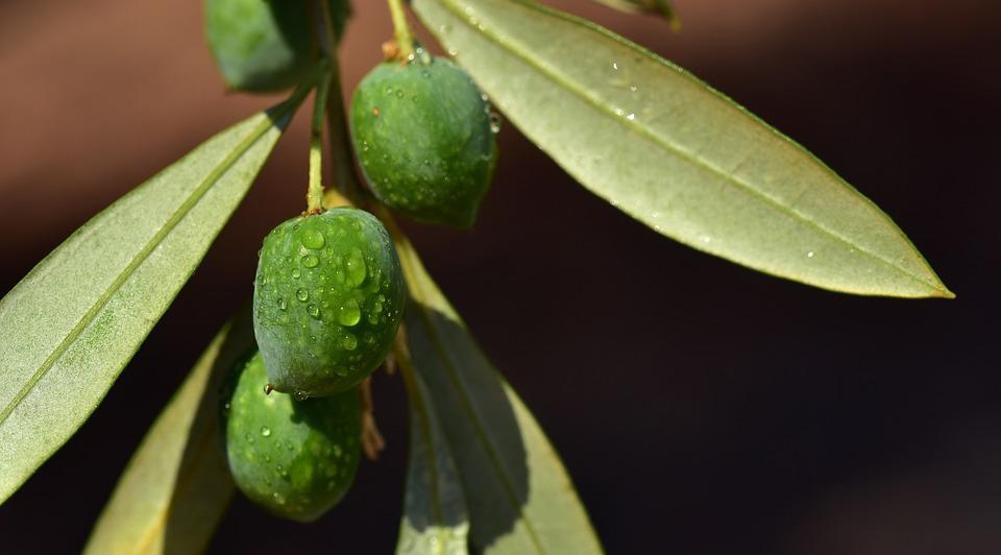 Tatlı krizine karşı zeytin yaprağı
