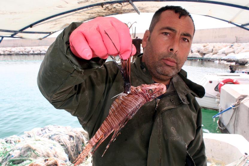 Mersinde zehirli aslan balığı yakalandı