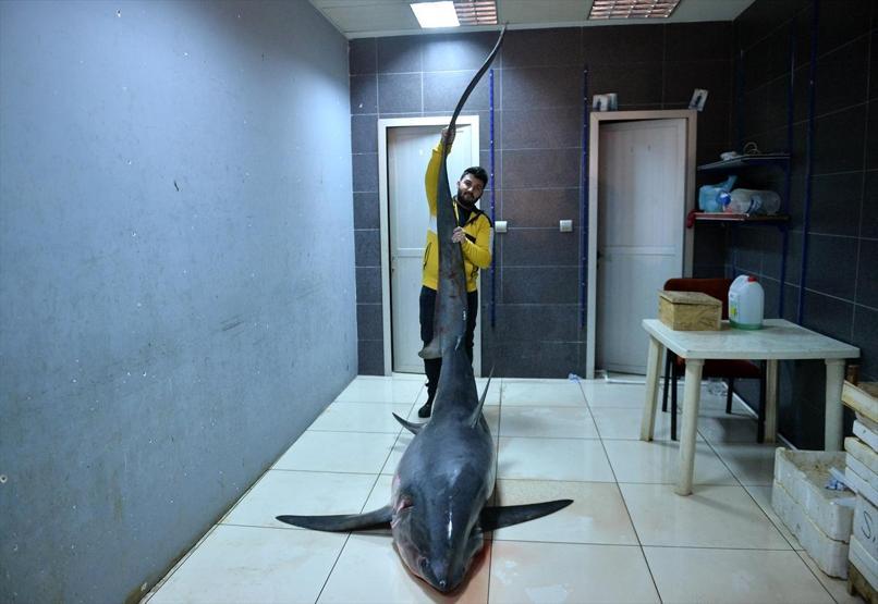 Mersinde 6 metre boyunda köpek balığı yakalandı