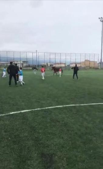 Futbol turnuvasında sahaya at girdi