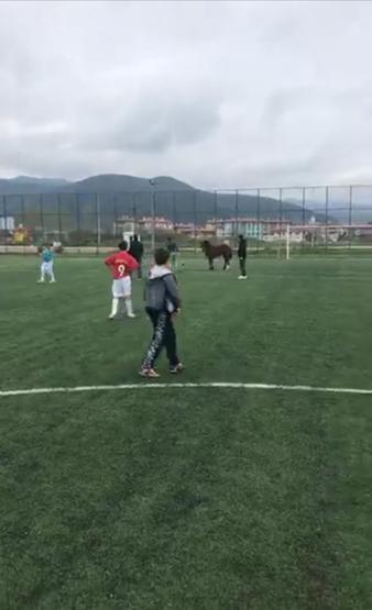 Futbol turnuvasında sahaya at girdi