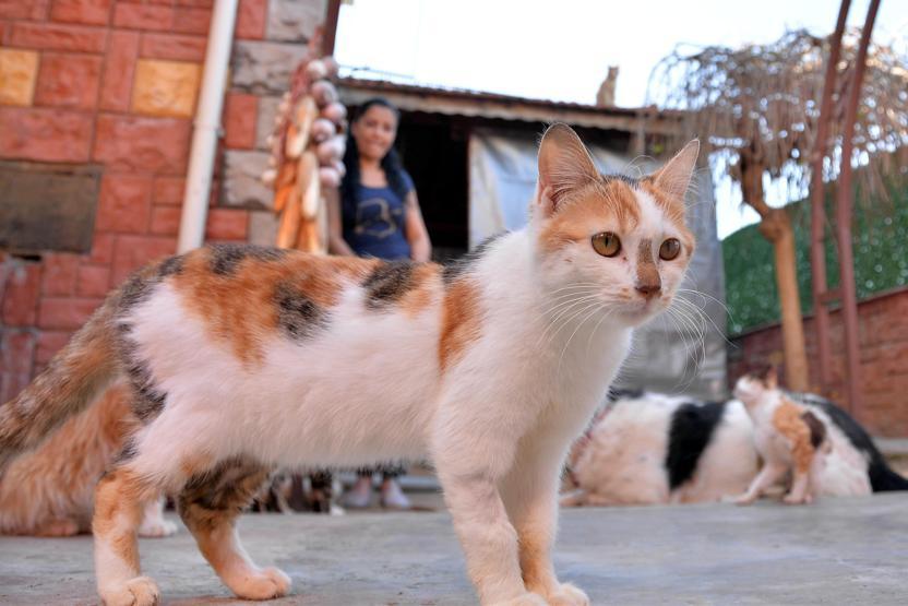 Evinde 75 kedi besliyor