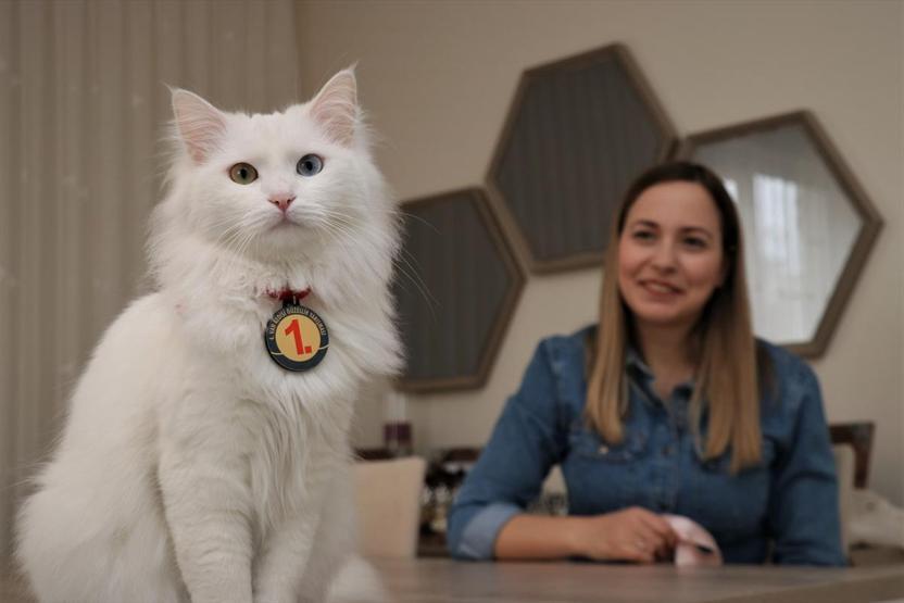 En güzel Van kedisi Spaka özel bakım