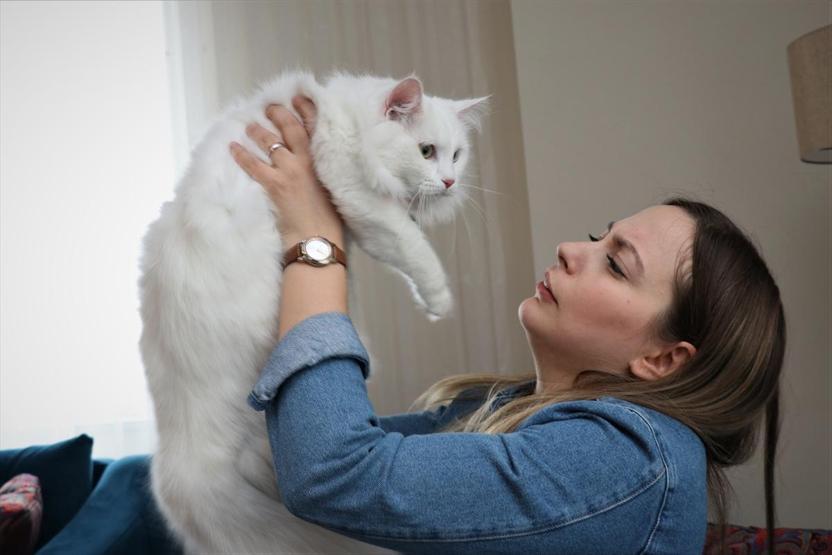 En güzel Van kedisi Spaka özel bakım