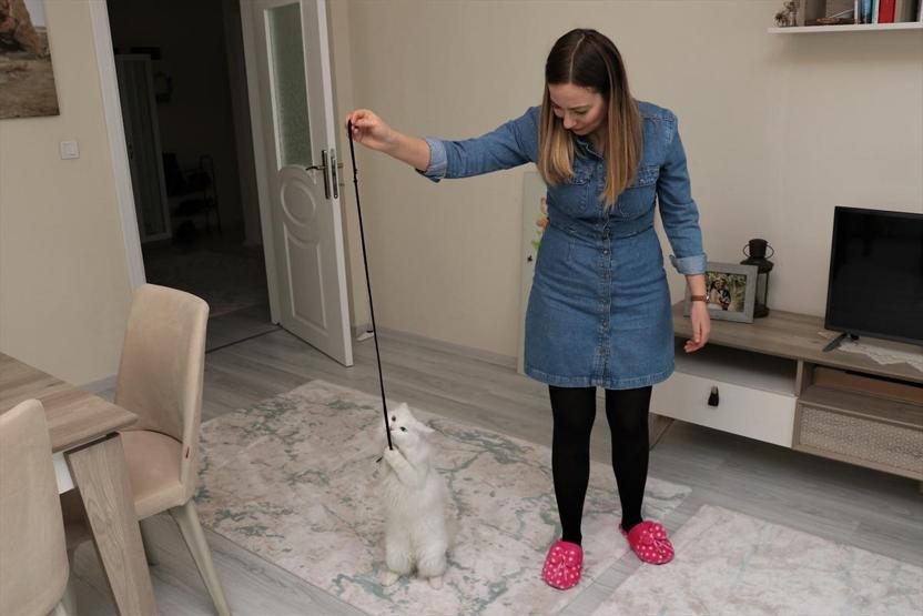 En güzel Van kedisi Spaka özel bakım