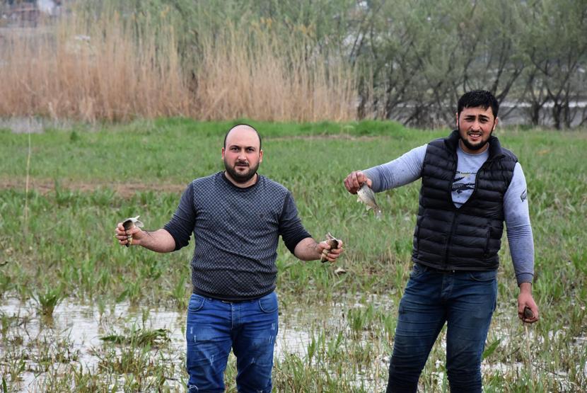 Milyonlarca balık kıyıya vurdu, duyan geldi