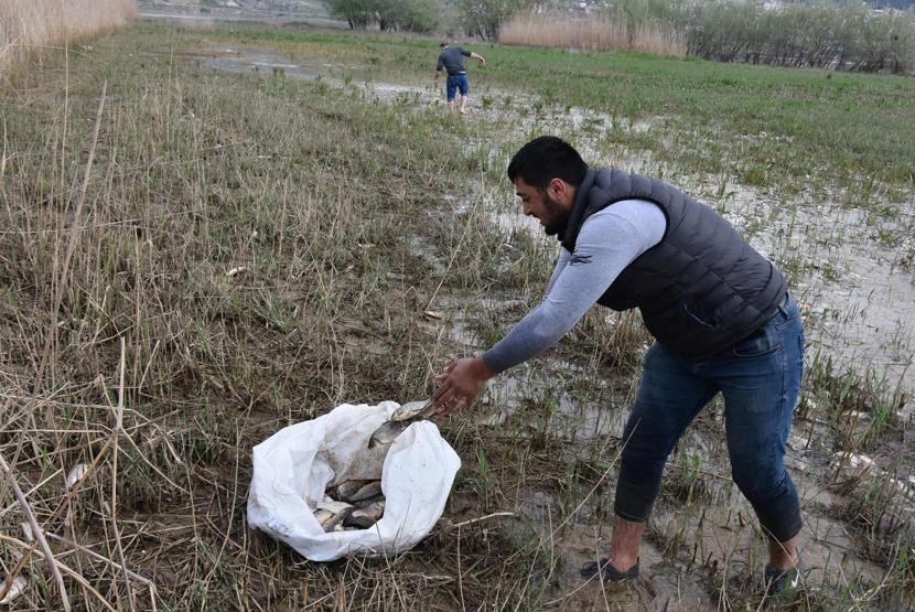 Milyonlarca balık kıyıya vurdu, duyan geldi