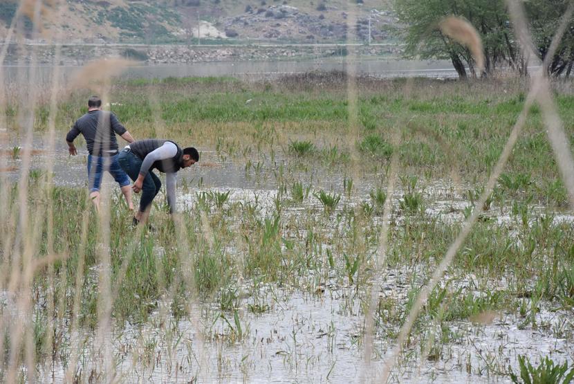 Milyonlarca balık kıyıya vurdu, duyan geldi