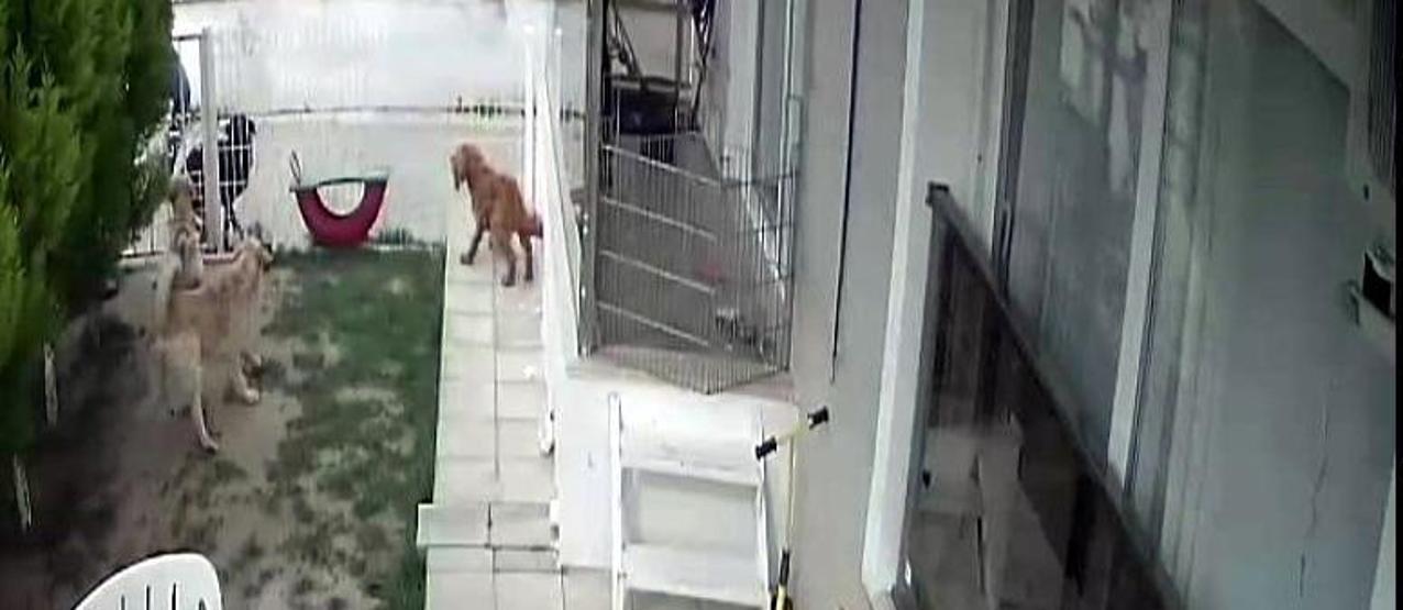 Vicdansız kadının dövdüğü köpek sütten kesildi, 8 yavru hayatını kaybetti